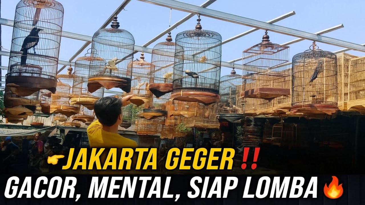 JAKARTA GEGER⁉️ MURAI PROSPEK LOMBA TAHUN 2025 CUMA SEGITU HARGANYA
