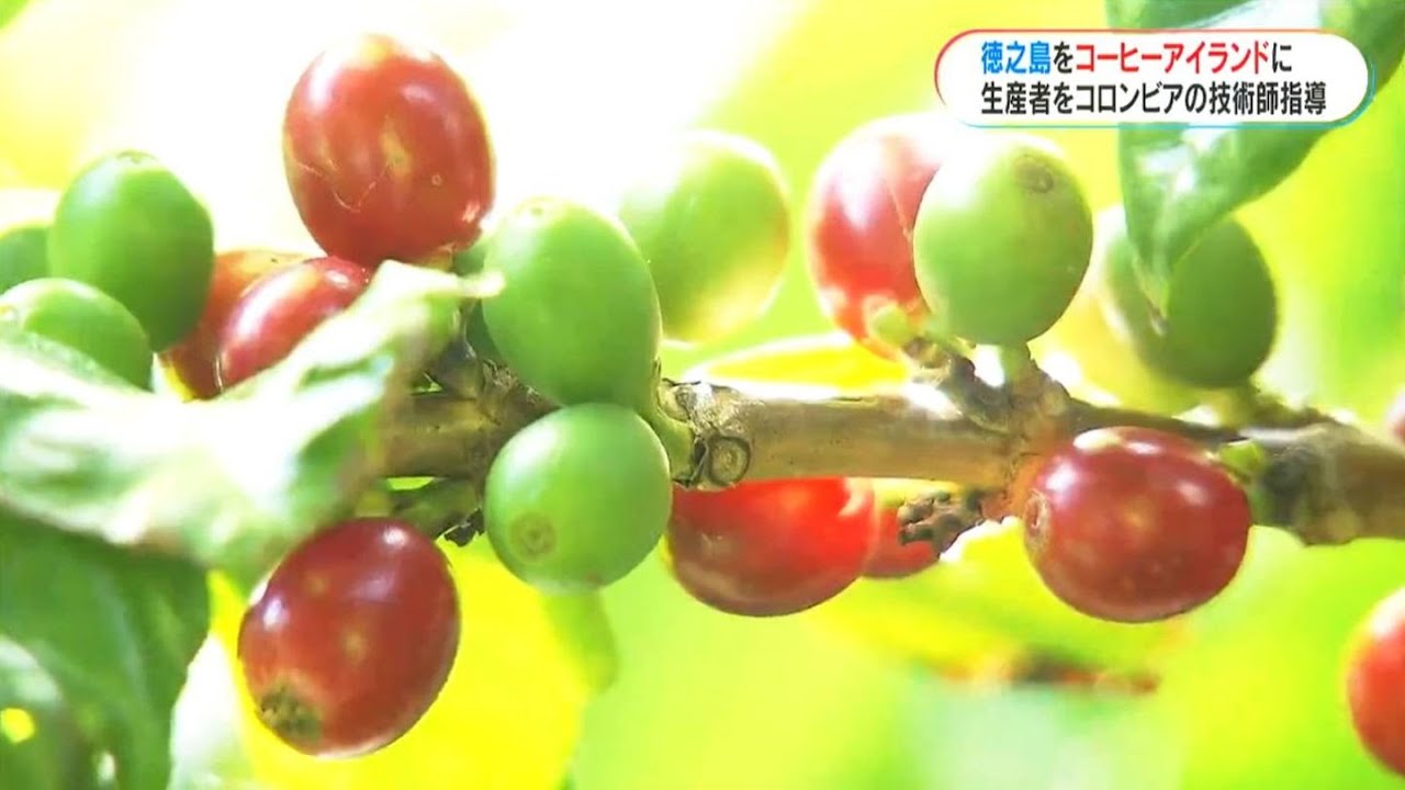 「徳之島をコーヒーアイランド」に 生産者をコロンビア人技師が指導(MBCニューズナウ 2023年12月14日放送)
