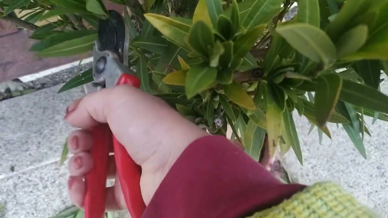 OLEANDRY jak przechowywać zimą pielęgnacja