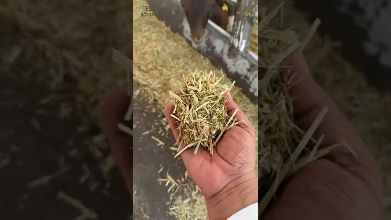 مزرعة مورسيا بالزلفي ١