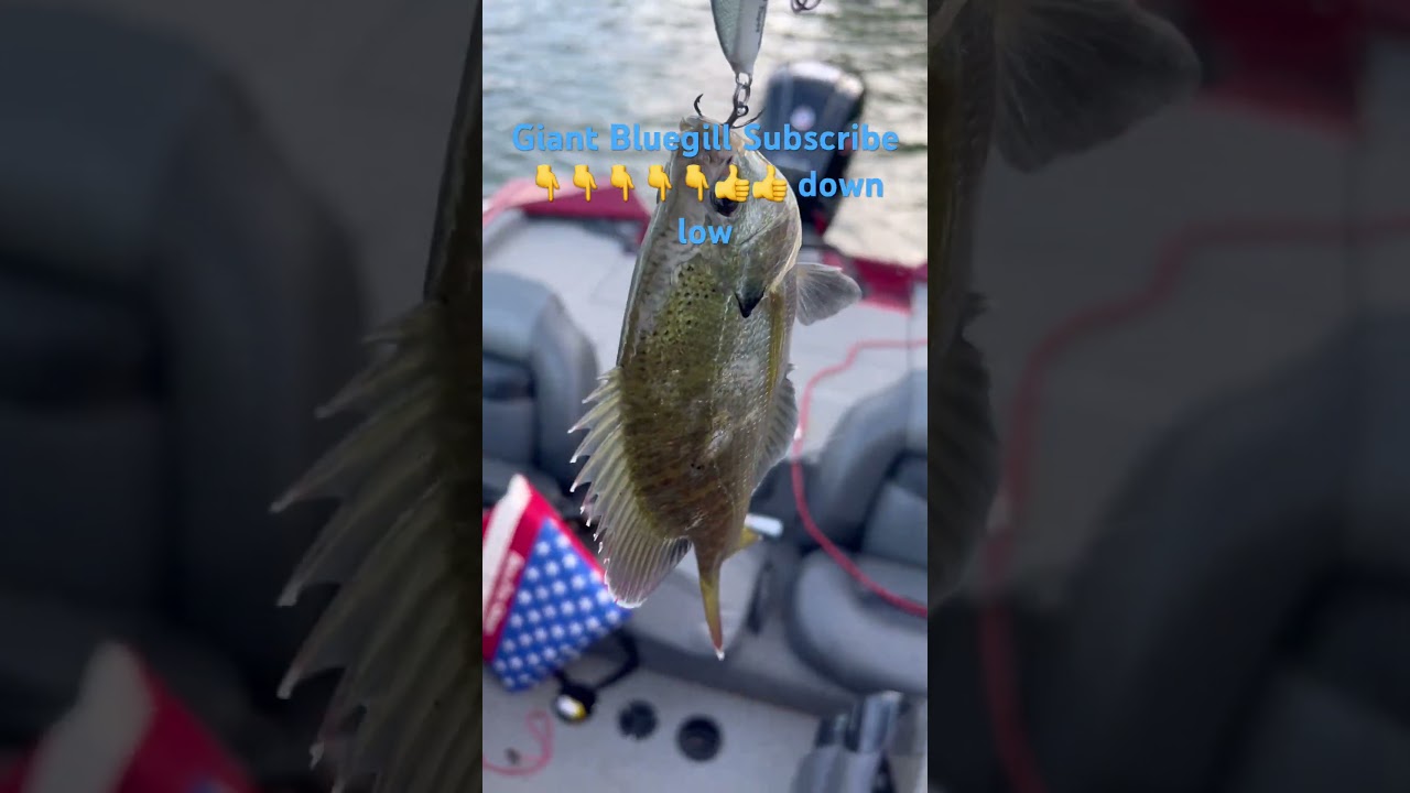 Giant Blue Gill on Lake Austin #hotfeverfishing #fishing #texas #bluegill #fun #bassproshop