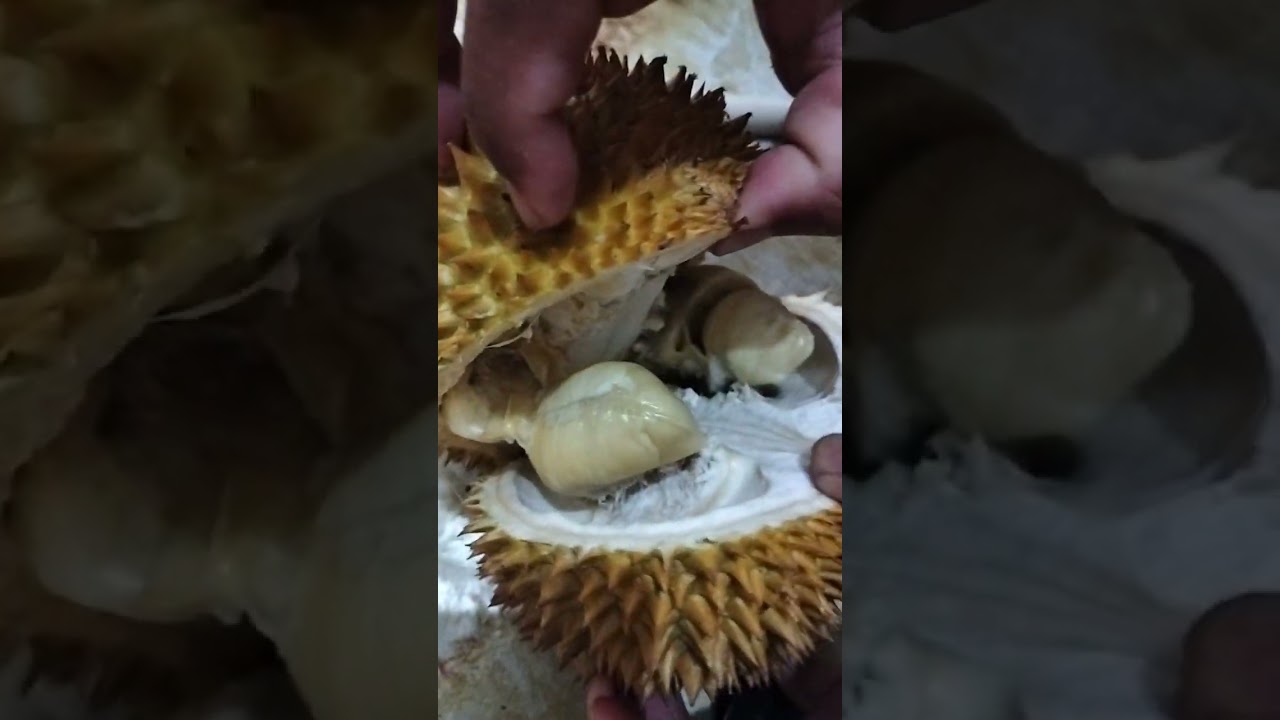 Belah duren tok dalang..