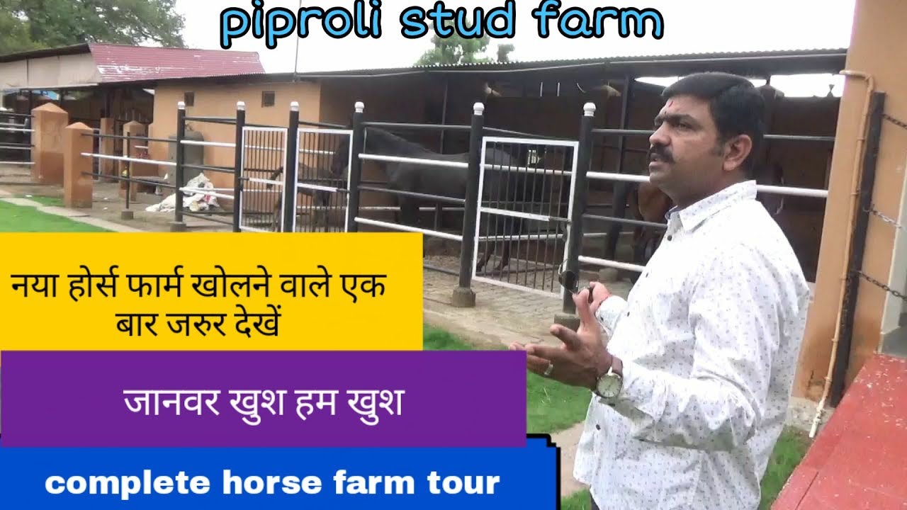 piproli stud farm|| ऐसा होर्स फार्म कभी नहीं देखा होगा || tour horse stud farm ||