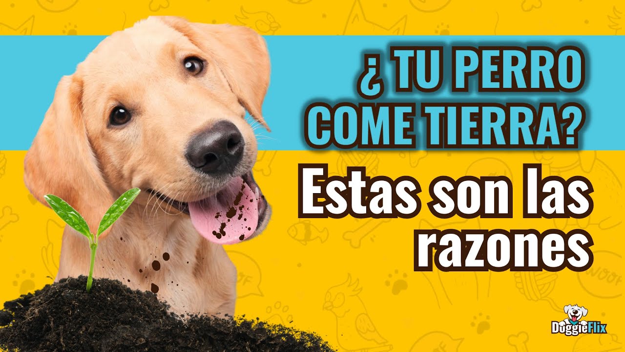 ¿POR QUÉ TU PERRO COME TIERRA?