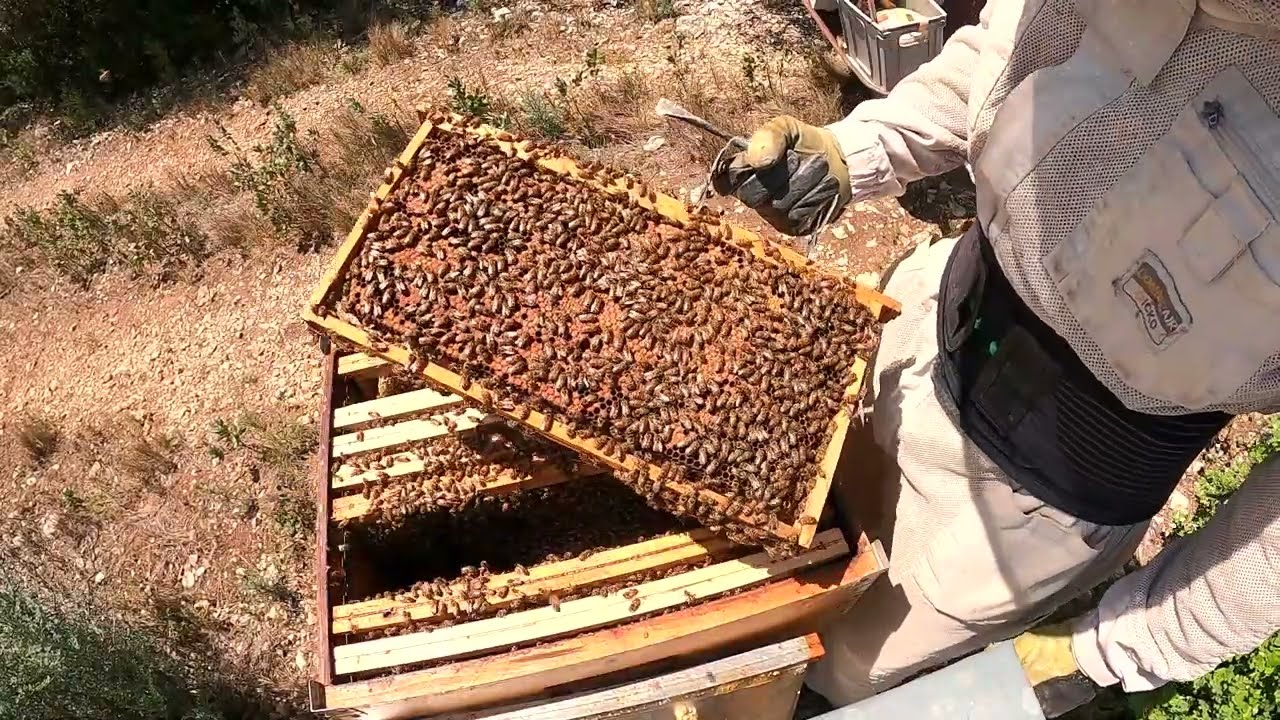 Avril 2023. E63 Elle est forte la ruche à papa ! Combien de ruche il me reste ?