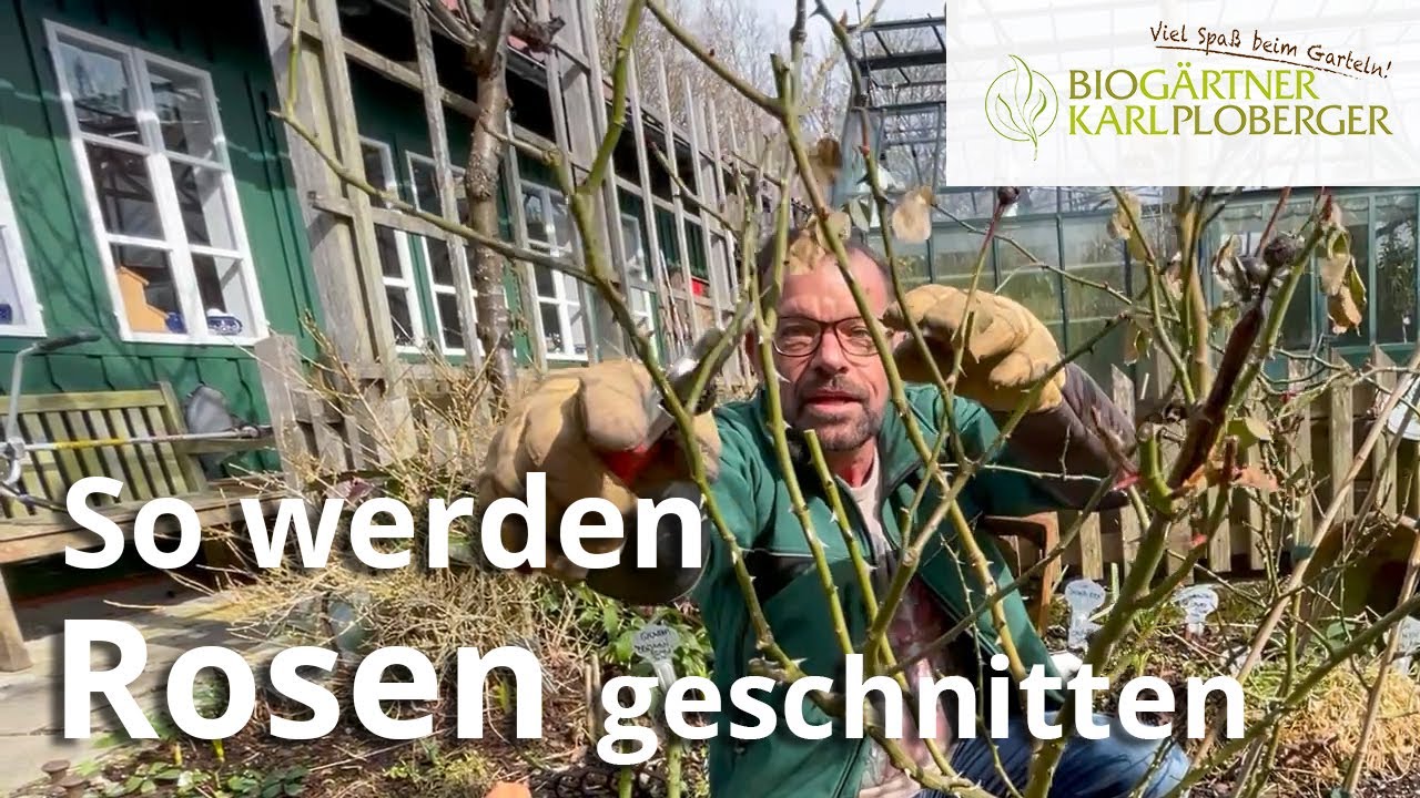 Edelrosen, Kletterrosen, Wildrosen & Co - so werden sie richtig geschnitten!