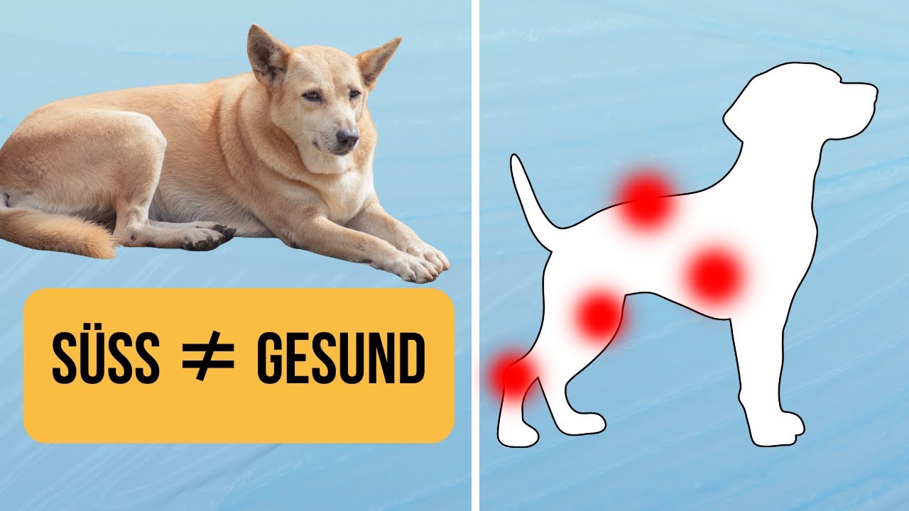 Übergewicht beim Hund: Warum jedes Kilo wehtut – BodyConditionScore & Belastungsgrad einfach erklärt