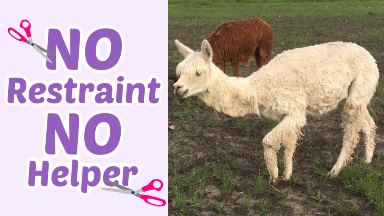 Alpaca Shearing with Love: Stress Free Hand Shearing without Restraint