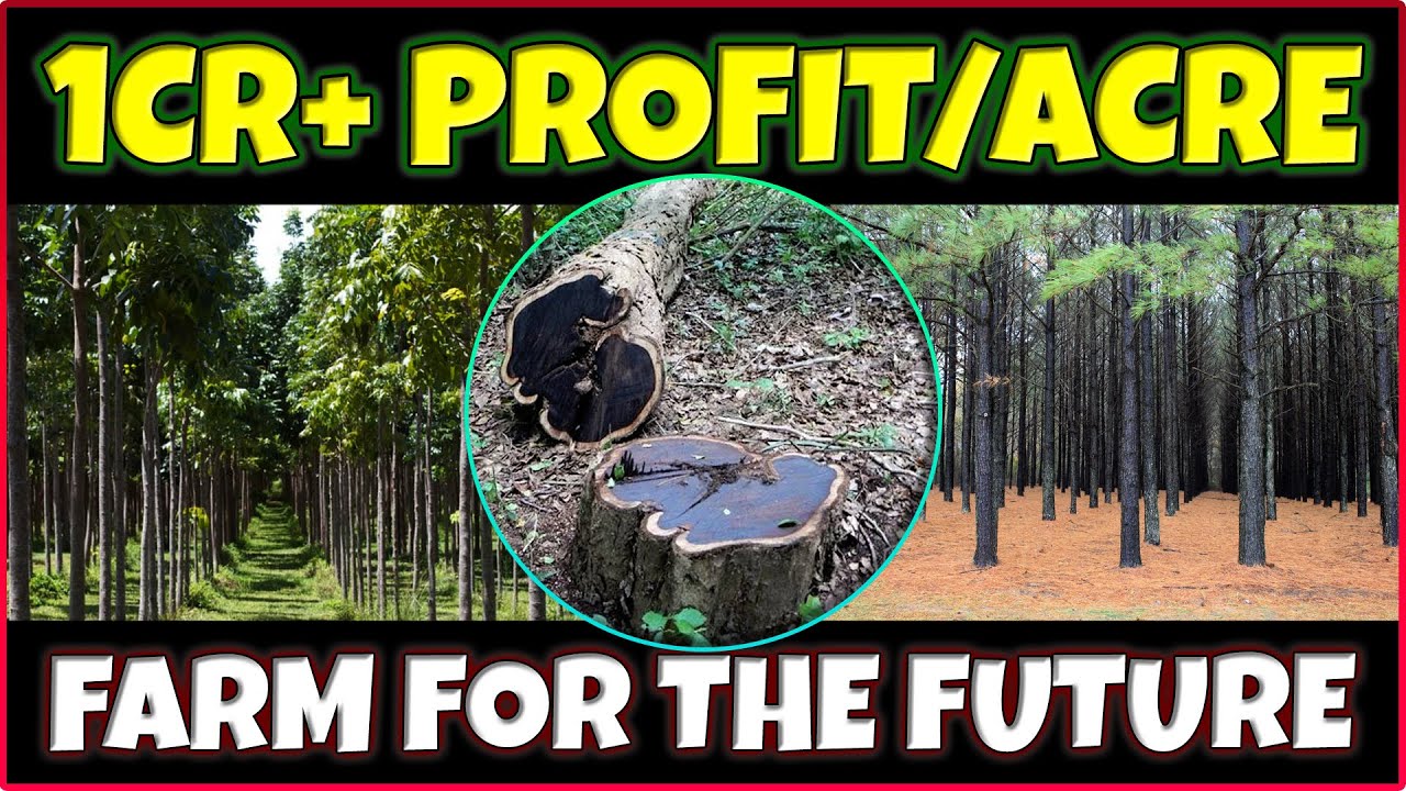 Самые прибыльные предприятия по выращиванию деревьев | Самые дорогие деревья | Лучшие деревья для...