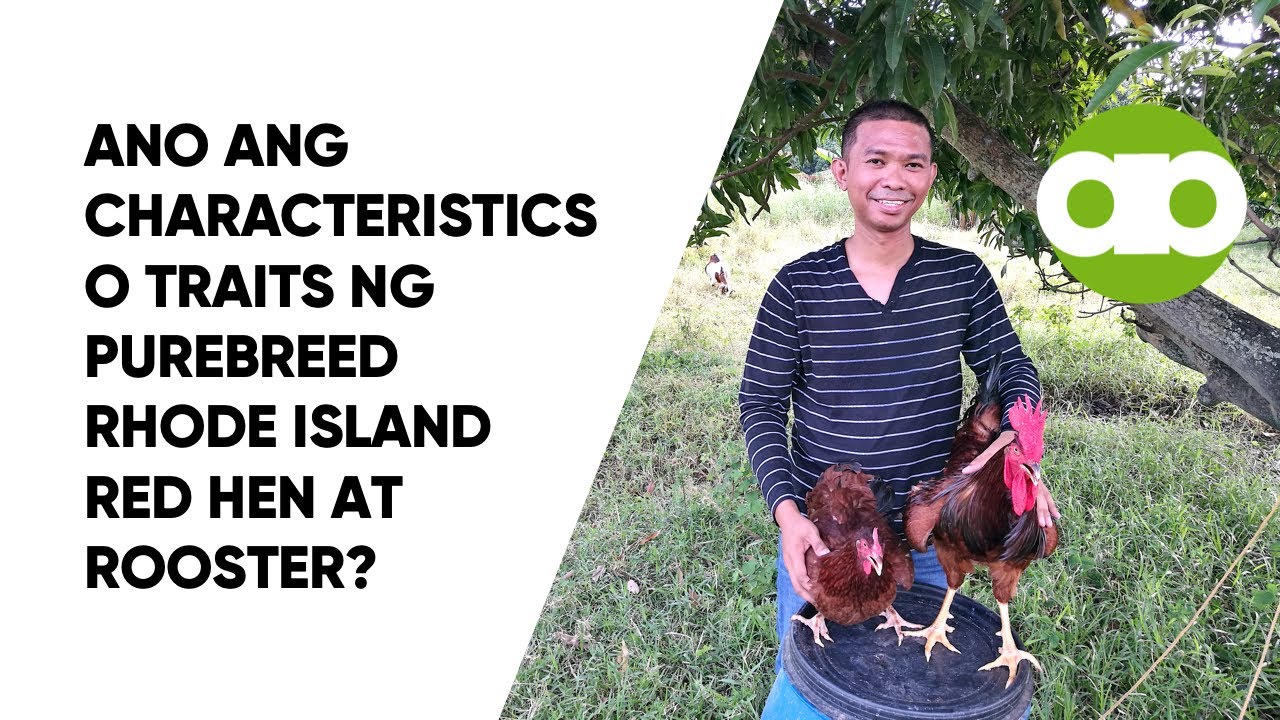 Ano ang Characteristics o Traits ng Purebreed Rhode Island Red Hen at Rooster?
