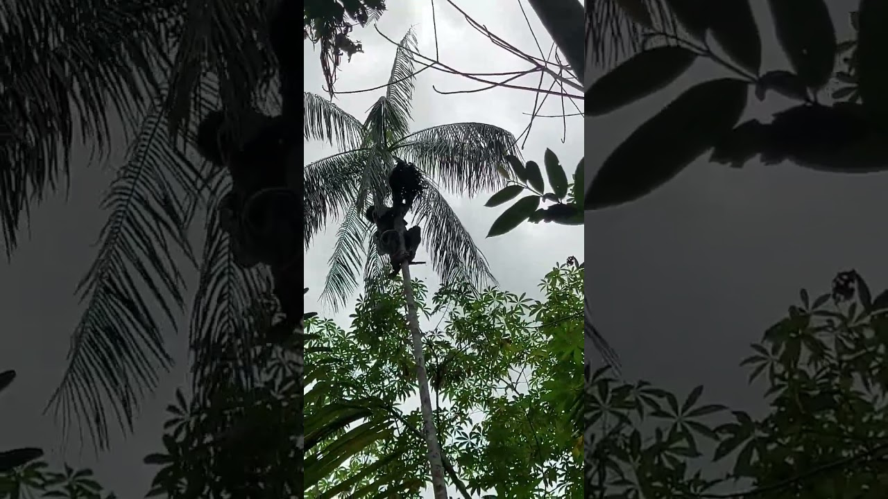 O verdadeiro açaí sendo tirado por um senhor de 80 anos no amazonas !!!