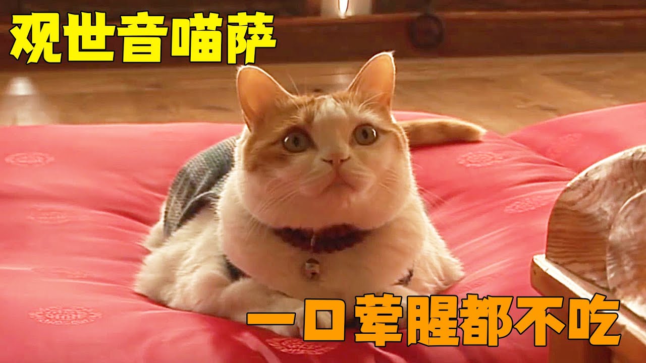 猫咪被烧伤后遁入佛门，每天在寺庙跪拜，一口荤腥都不沾