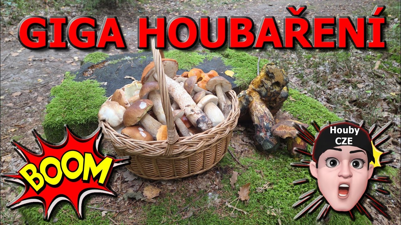 Houby 25.9.2025 - GIGA Křemenáč | GIGA Hřib | GIGA Kovář | BOJ ve vysoké trávě ??? | 😉🍄👌🌳🌲