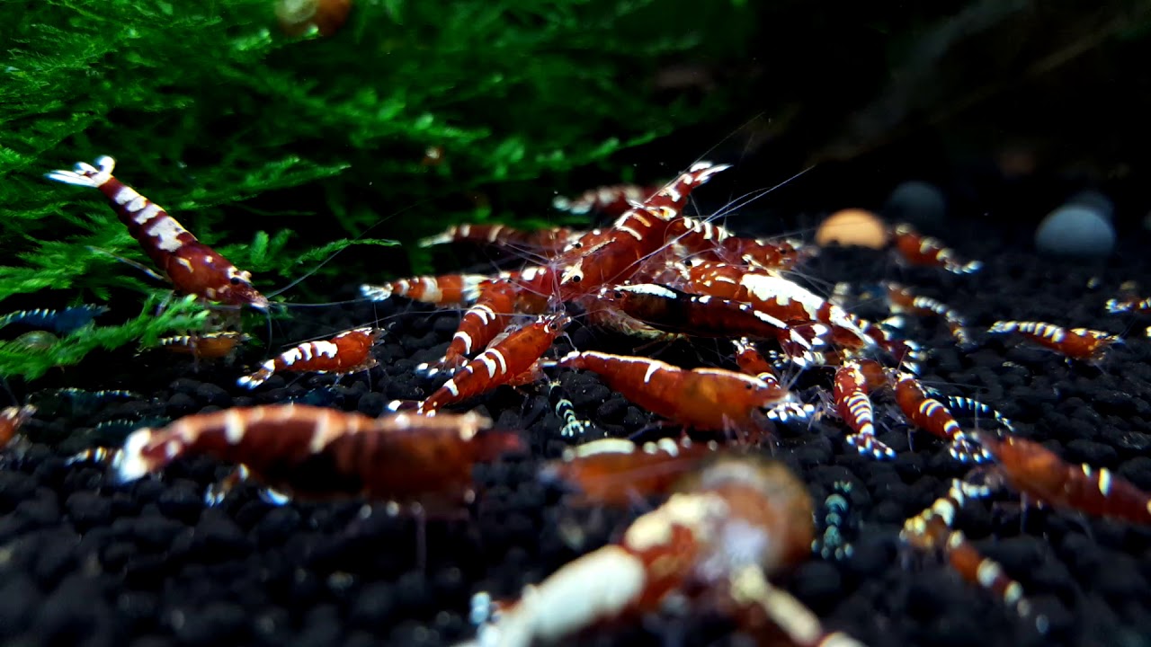 Ebitengu Galaxy Pinto Shrimpball