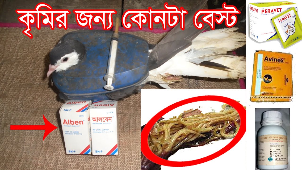 কৃমির কোর্স করানোর জন্য কোন মেডিসিনটা বেস্ট? খাওয়ানোর নিয়ম সহ বিস্তারিত How to pigeon worm course