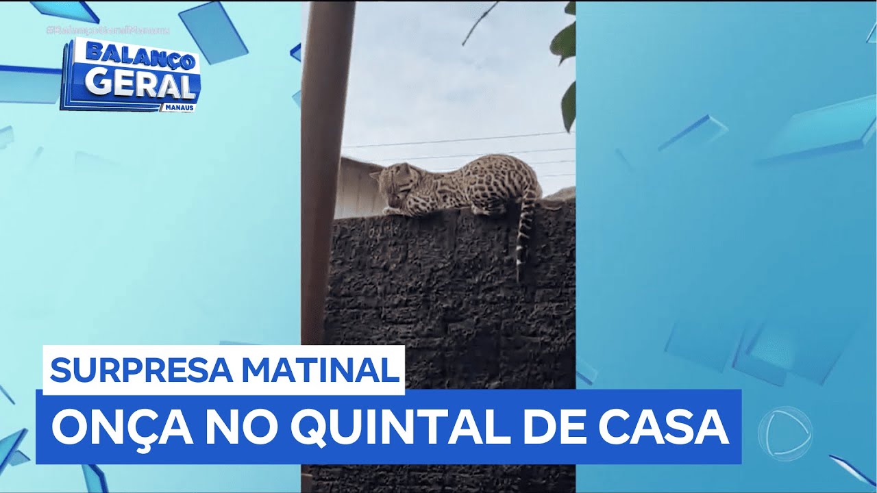 Onça é flagrada em cima do muro de residência e assusta moradores no interior do Amazonas