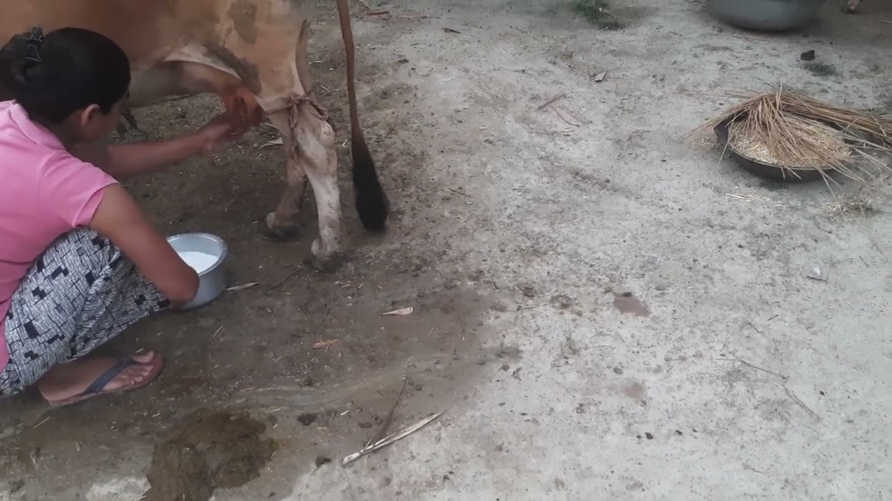 गौ माता दूध दे रही है