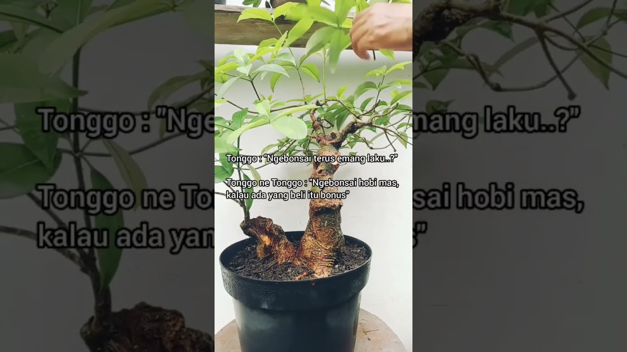membuat bonsai dari pohon pule #bonsai #pule