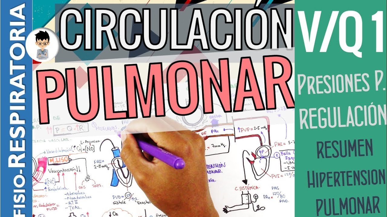 VQ, CIRCULACIÓN PULMONAR, Resumen, Función, Regulación, Hipertensión Pulmonar |Fisio-Respiratoria|1
