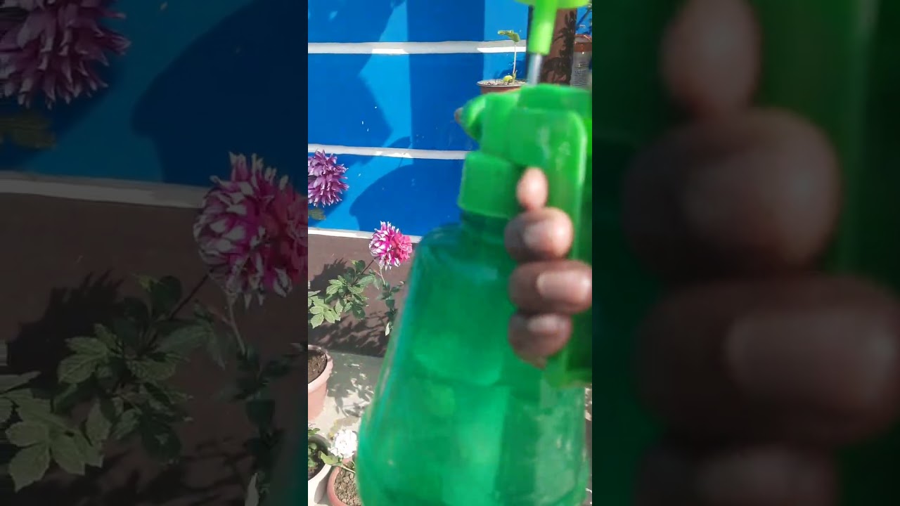 Best watering time Rose plant 