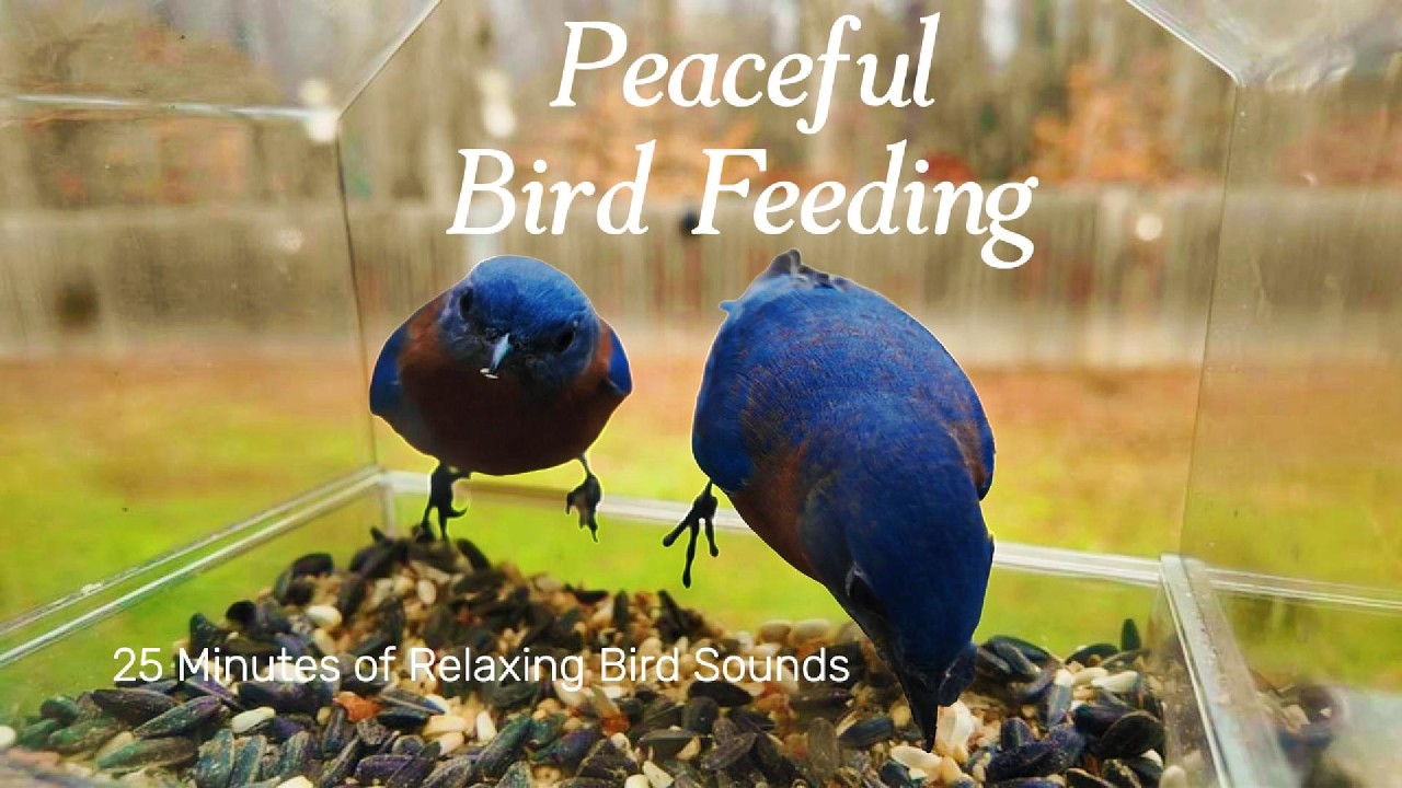 🐾 Bird TV for Dogs | Feeder Birds & Natural Sounds 🦜