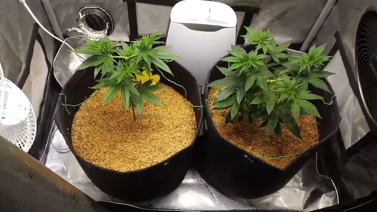 Real growers recharge