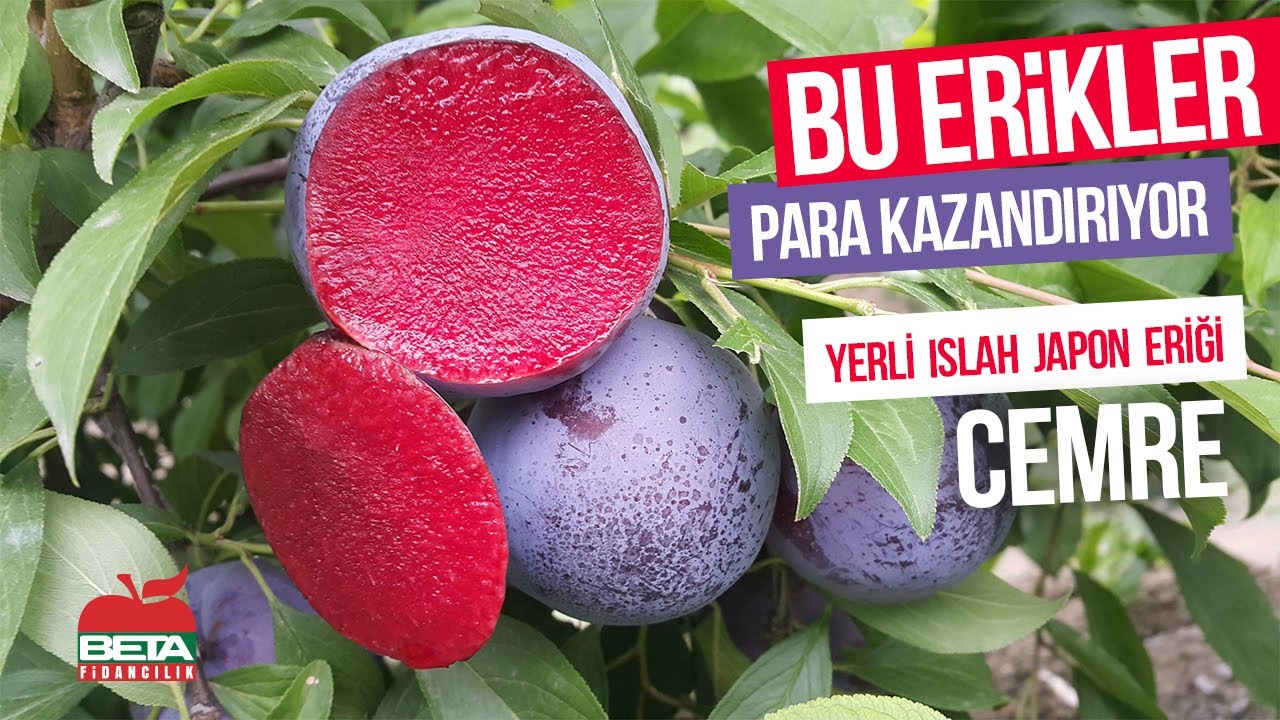 Bu Erikler Para Kazandırıyor! Beta Fidan'dan Çiftçilere Özel Japon Erik Rehberi