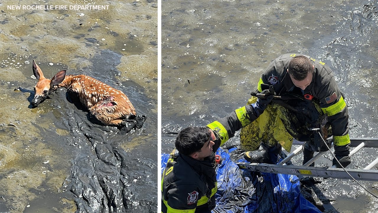 New Rochelle firefighters rescue deer that got stuck in the mud