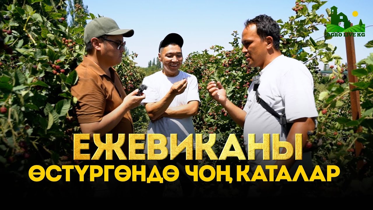 Ежевика өстүргөндө негизги эрежелер кандай болот? Эки дыйкан өз тажрыйбасы менен бөлүүшүдө. Экспорт