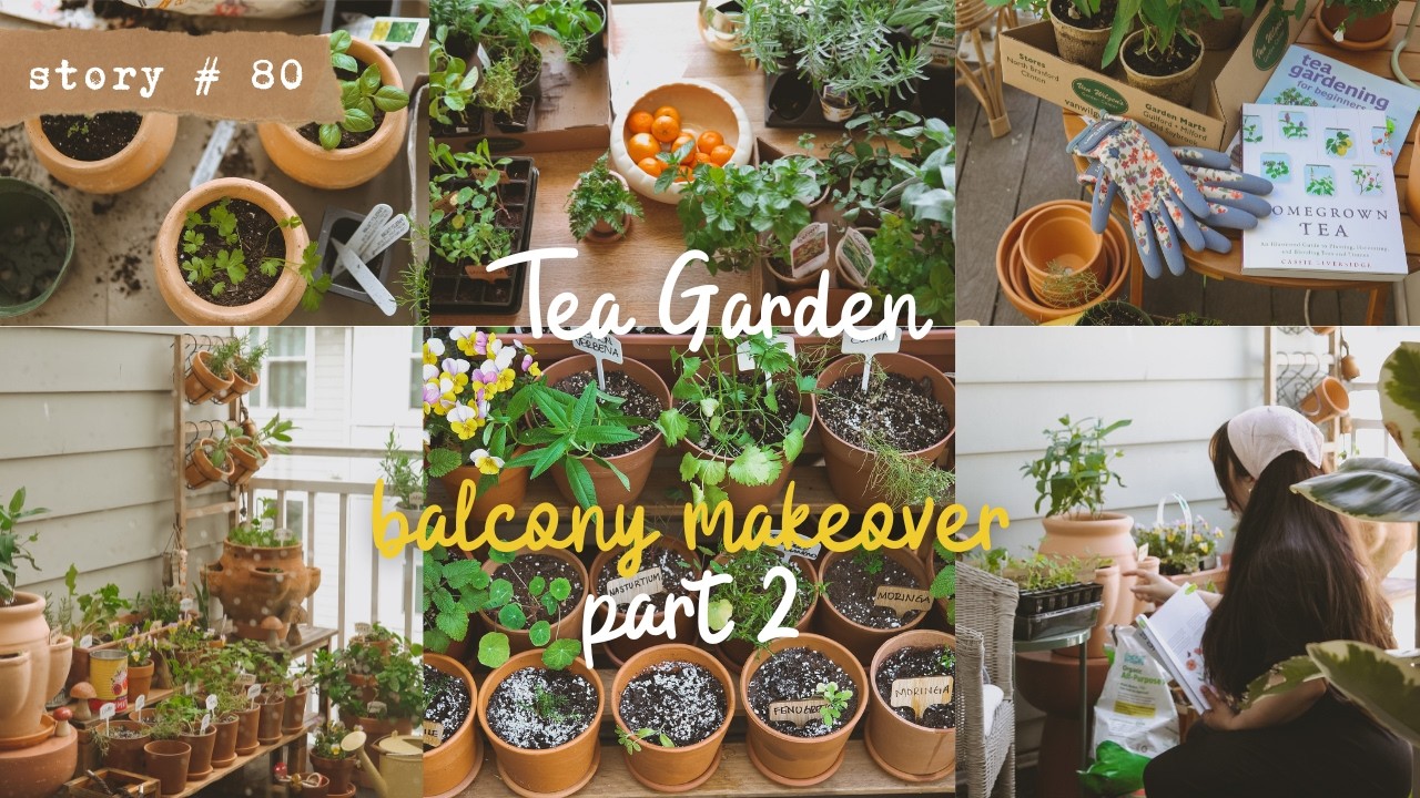 Creating a Tea Garden in My Small Balcony | Medicinal Plants in Containers | Balcony Makeover Part 2