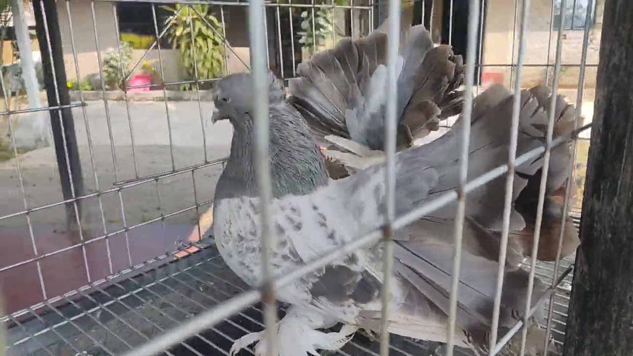 American Fantails breeding pair for sale. @ samsloft. Bolpur west bemgal. 8777805671