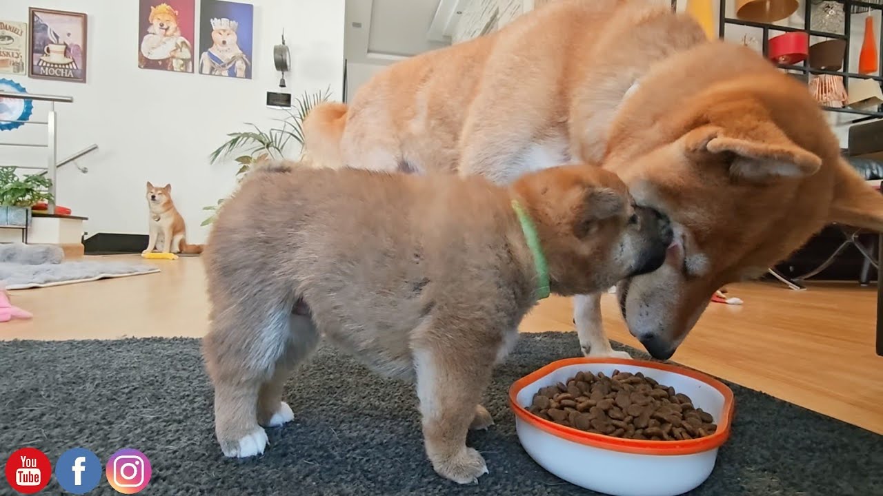 Она постоянно целует маму ♥️