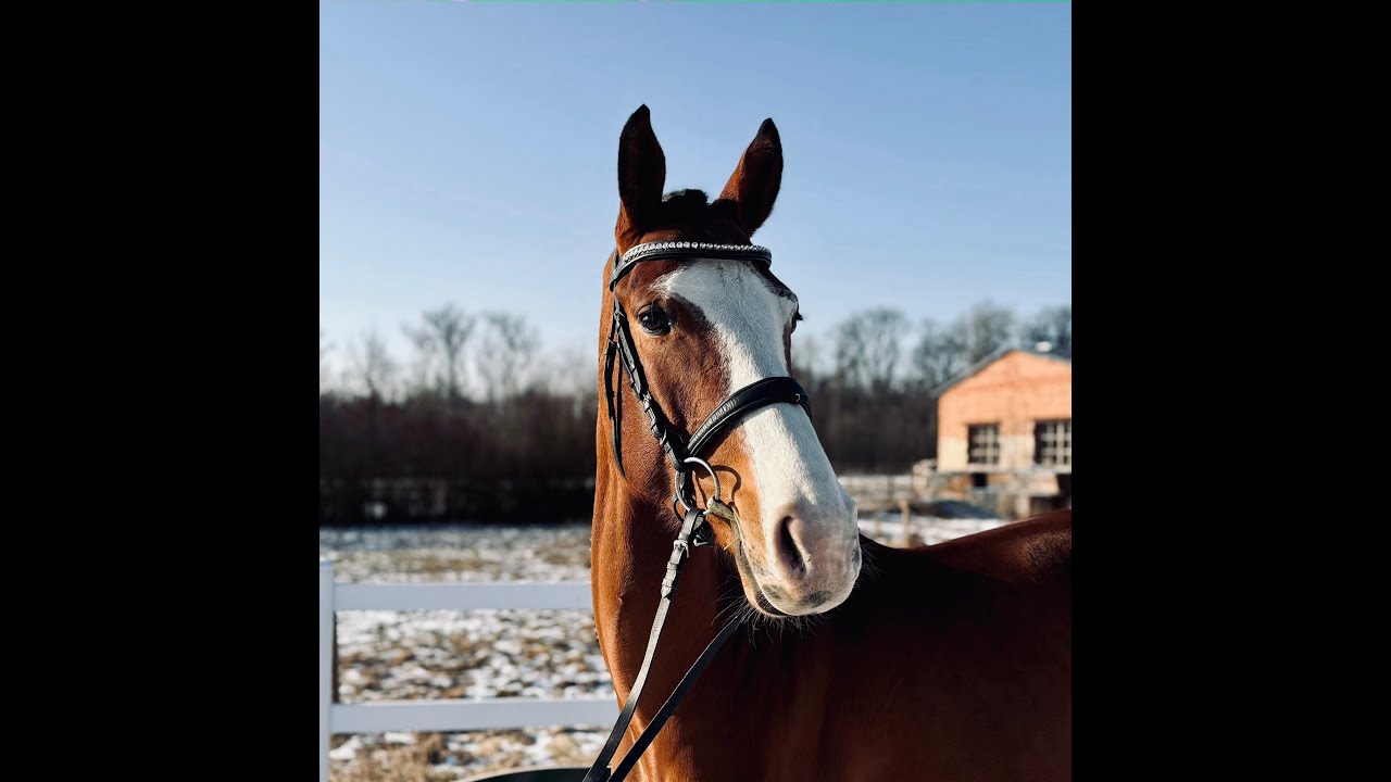 5yo mare by Catero (Casall) - Corsar (Carthago Z)