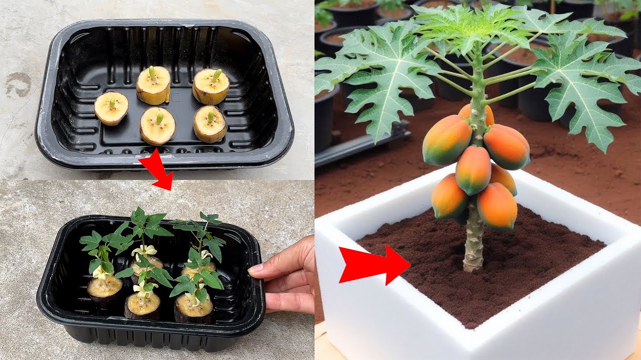 Papaya growing technique with this great and simple tip   just use 1 ripe banana