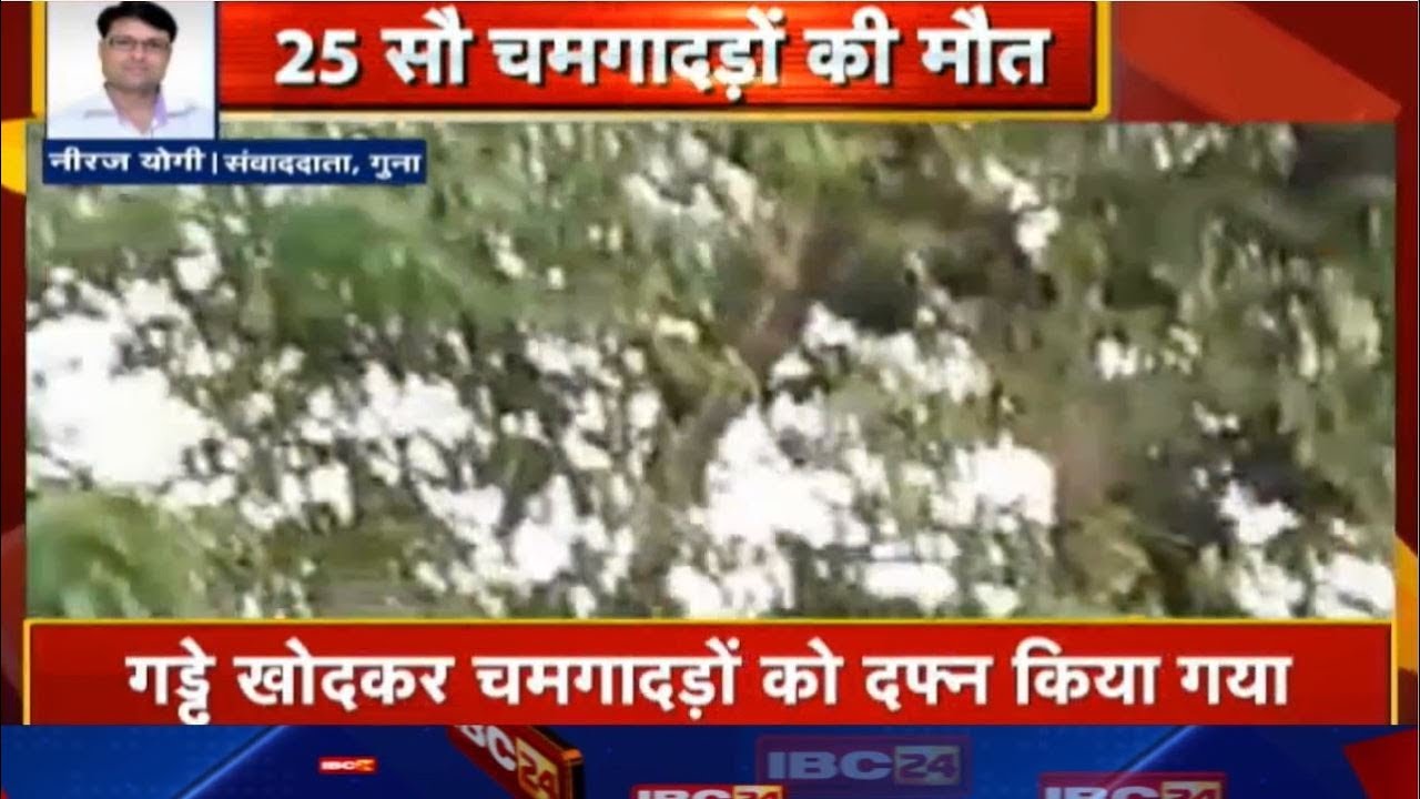 Guna Breaking News : 25 सौ चमगादड़ों की मौत | Bhopal संचालनालय ने Nipah Virus का Alert जारी
