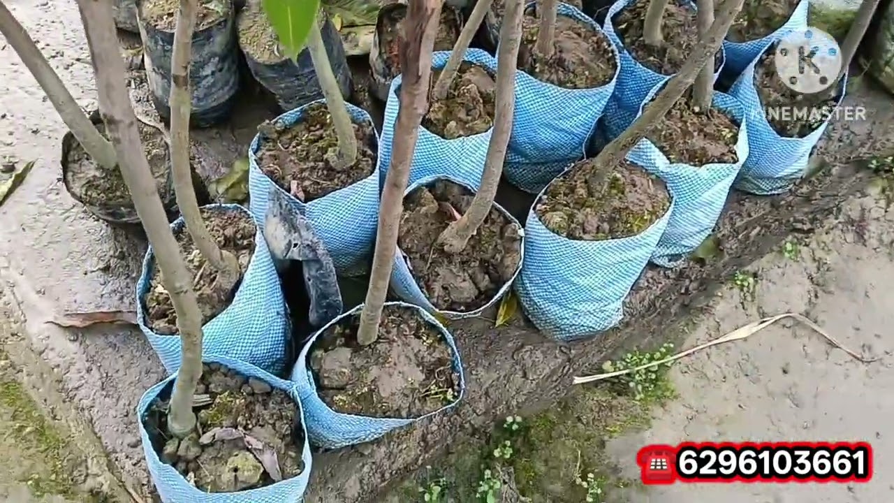 न्यू सुहाना नर्सरी पर रियल वैरायटी हेल्दी पौधे रीजनेबल प्राइस में मिलेगा ओरिजिनल प्लांट