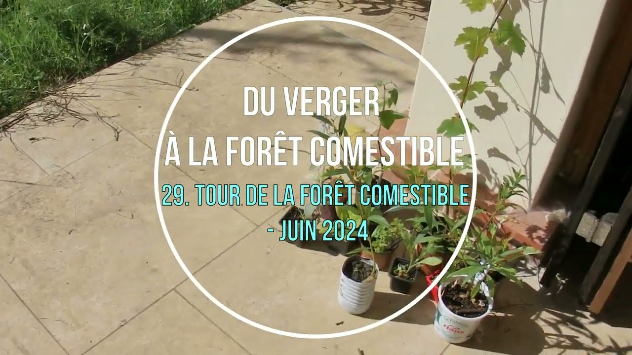 Tour de la forêt comestible (n°29 - juin 2024)