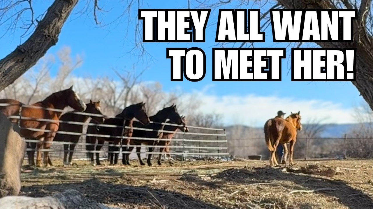 Wild mustang is halter broke! ~ Exploring outside of her gentling pen! ~ The First 3 days!