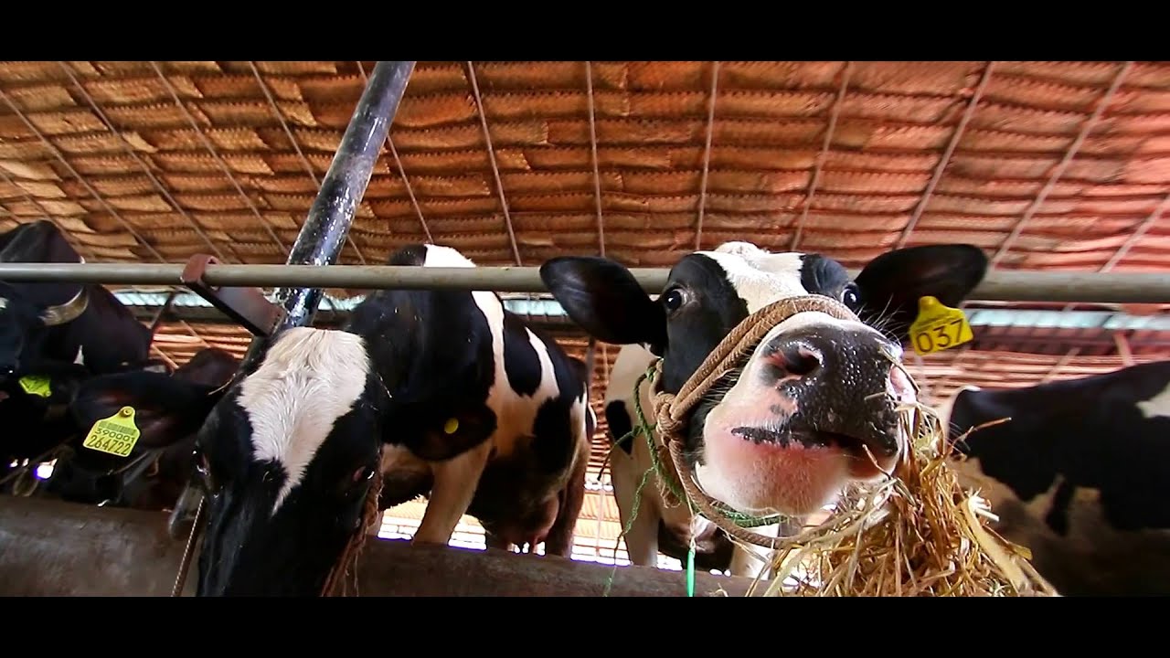 Ambadiyil dairy farm