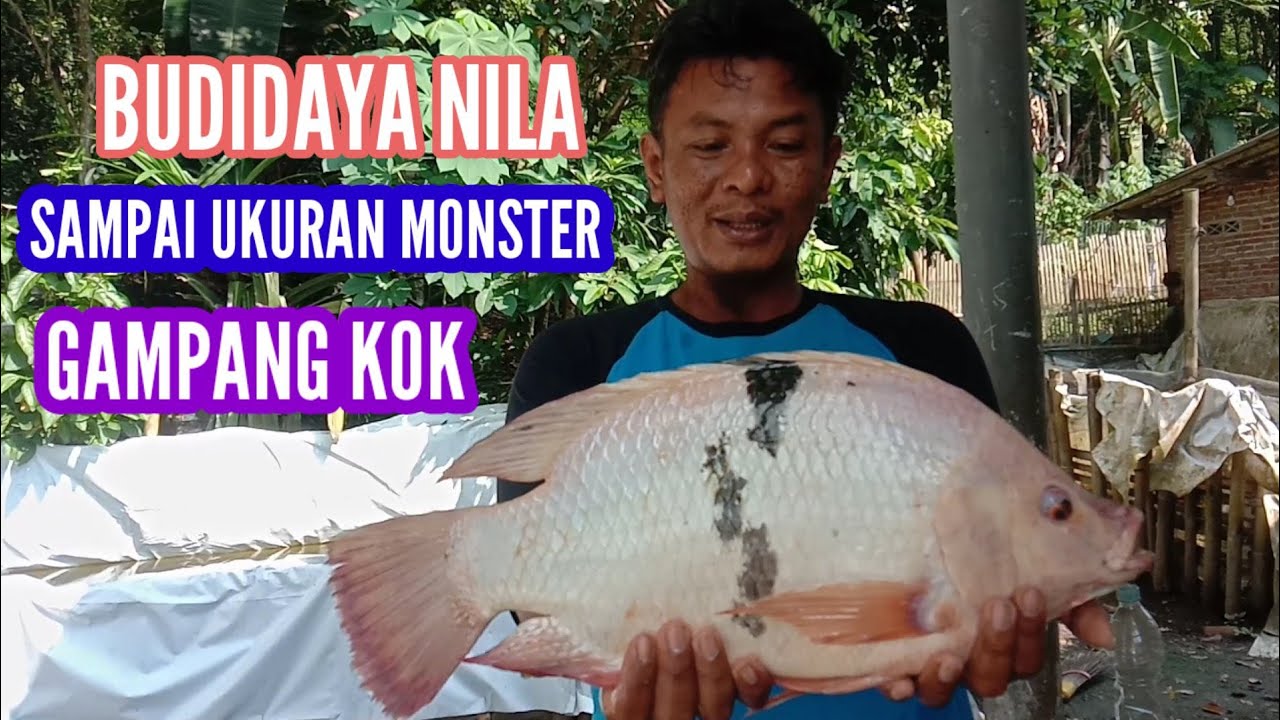 ayo bikin ikan nila jadi ukuran monster,,,caranya gampang
