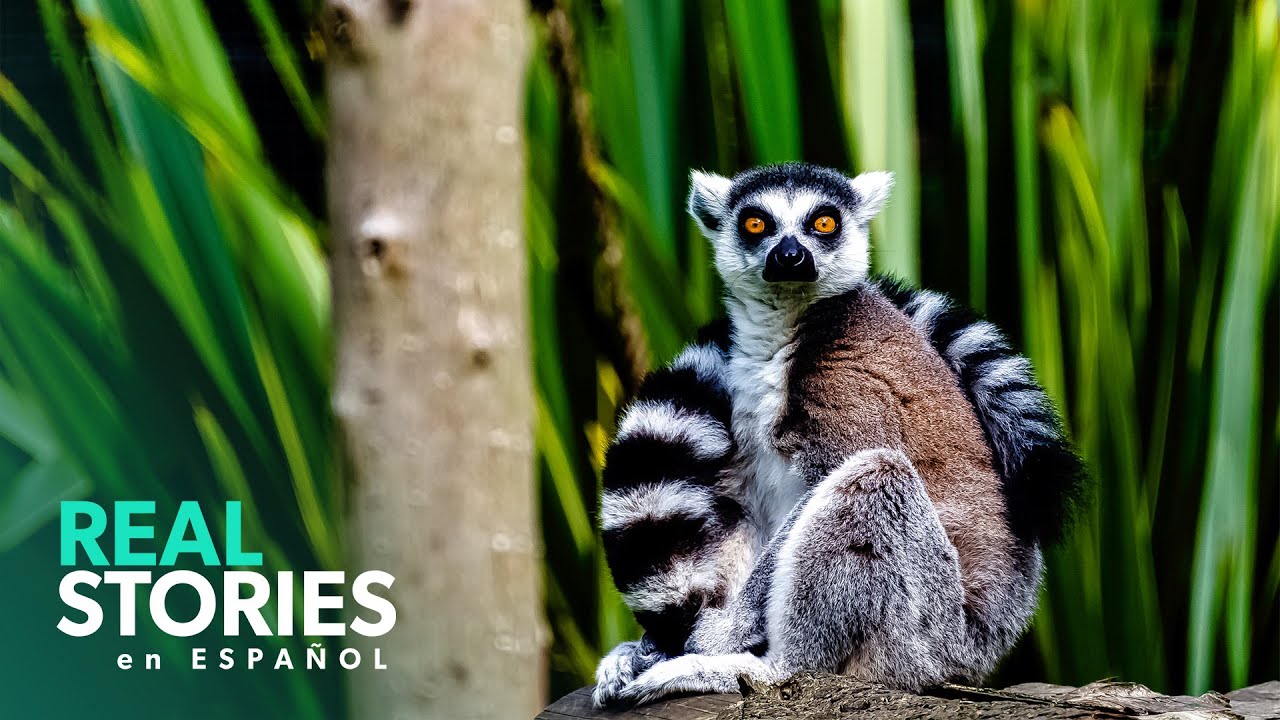 Los Tesoros Ocultos De Madagascar: Pueblos Remotos Y Sitios Sagrados | Documental Naturaleza 4K