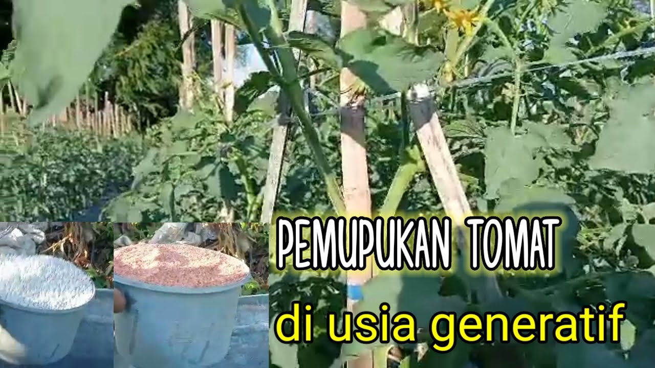 Pemupukan tomat di usia generatif.