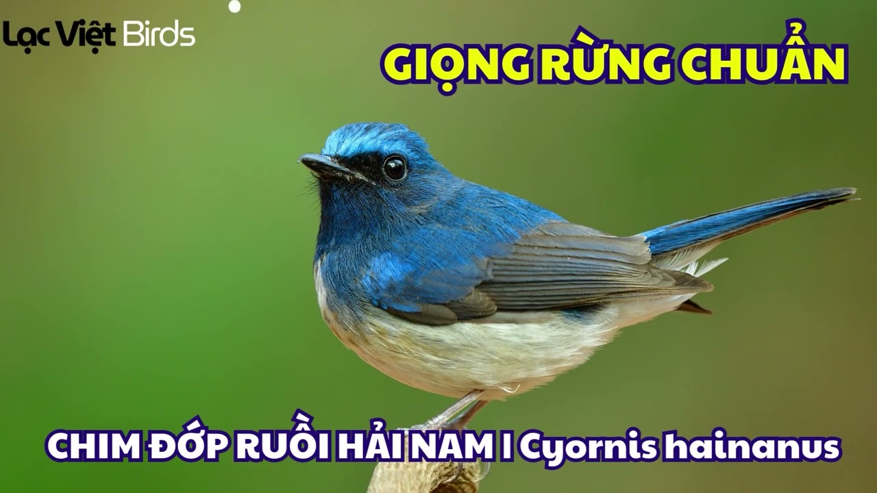 TIẾNG CHIM ĐỚP RUỒI HẢI NAM | Cyornis hainanus | Hainan Blue Flycatcher sound