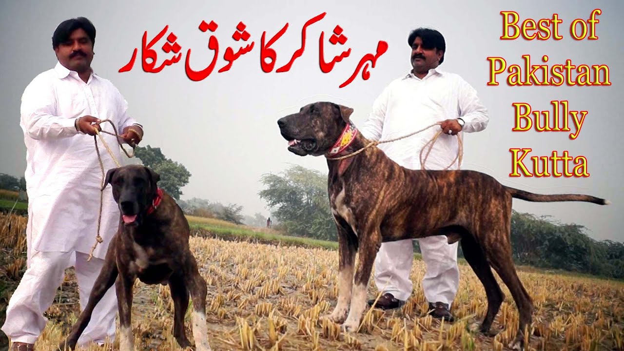 Big Pakistani Bully Dogs of Maher Shaker By Bully Kutta Channel @Nafa TV HD