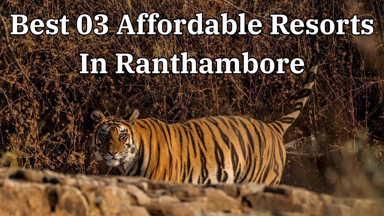 Best 03 Budget & Affordable Resorts in Ranthambore National Park