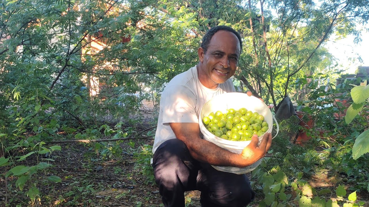 Como produzir umbú rápido,  pôr estaquia e enxerto 