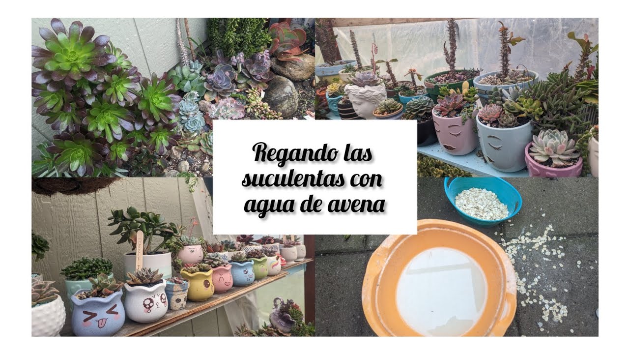 cómo riego mi suculentas con un abono casero ? y cómo preparo el agua de avena?