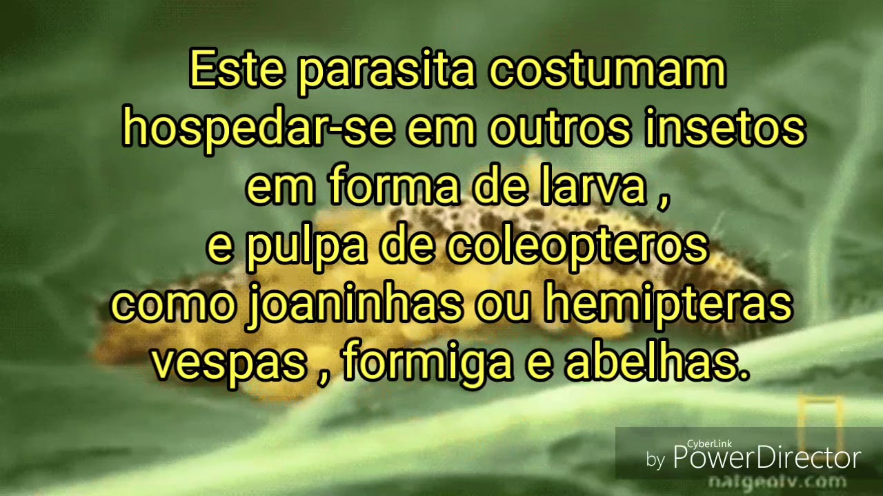 Icheneumon&iacute;deo (larvas de vespas, etc.) Curiosidades #Biologia #curiosidades