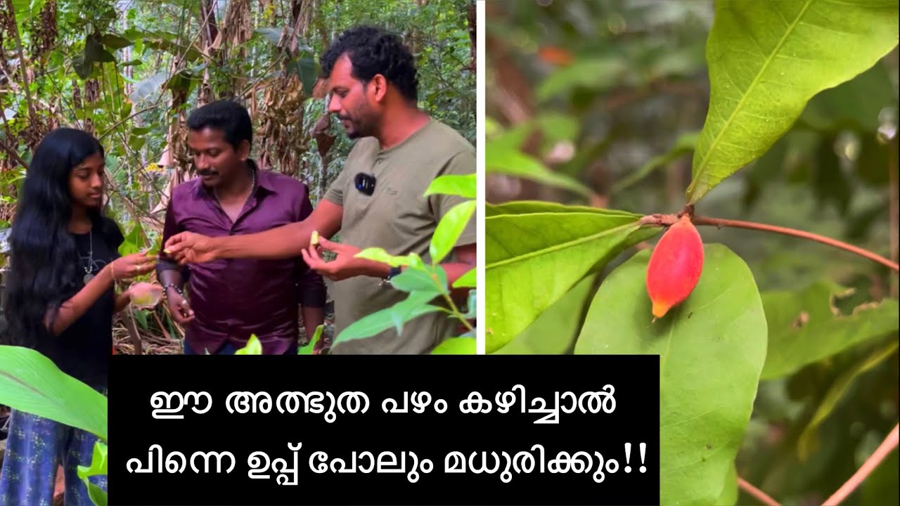 ഈ അത്ഭുത പഴം കഴിച്ചാൽ പിന്നെ ഉപ്പ് പോലും മധുരിക്കും 😱🤩 Miracle fruit
