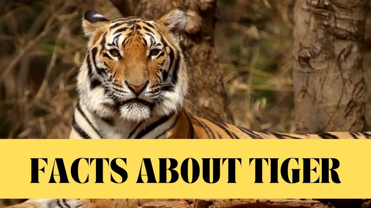 10 Fascinating Facts About Tigers | Educational Video for Kids